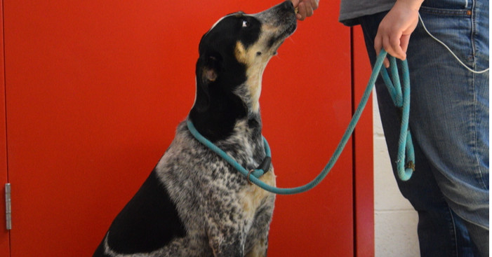 Allie, an adoptable Coonhound, Australian Cattle Dog / Blue Heeler in Salmon, ID, 83467 | Photo Image 5