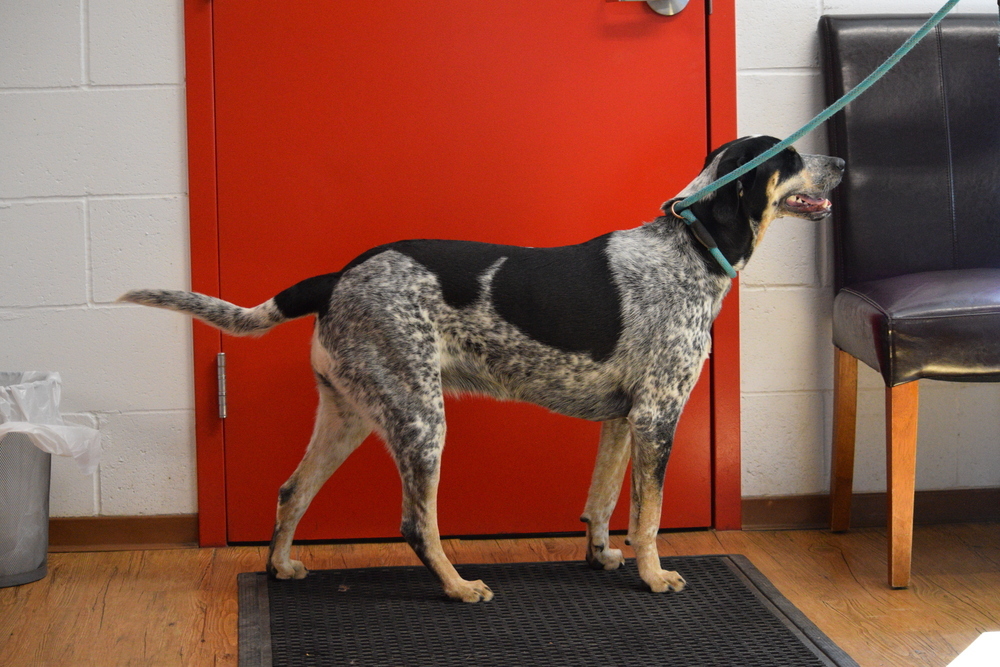 Allie, an adoptable Coonhound, Australian Cattle Dog / Blue Heeler in Salmon, ID, 83467 | Photo Image 6