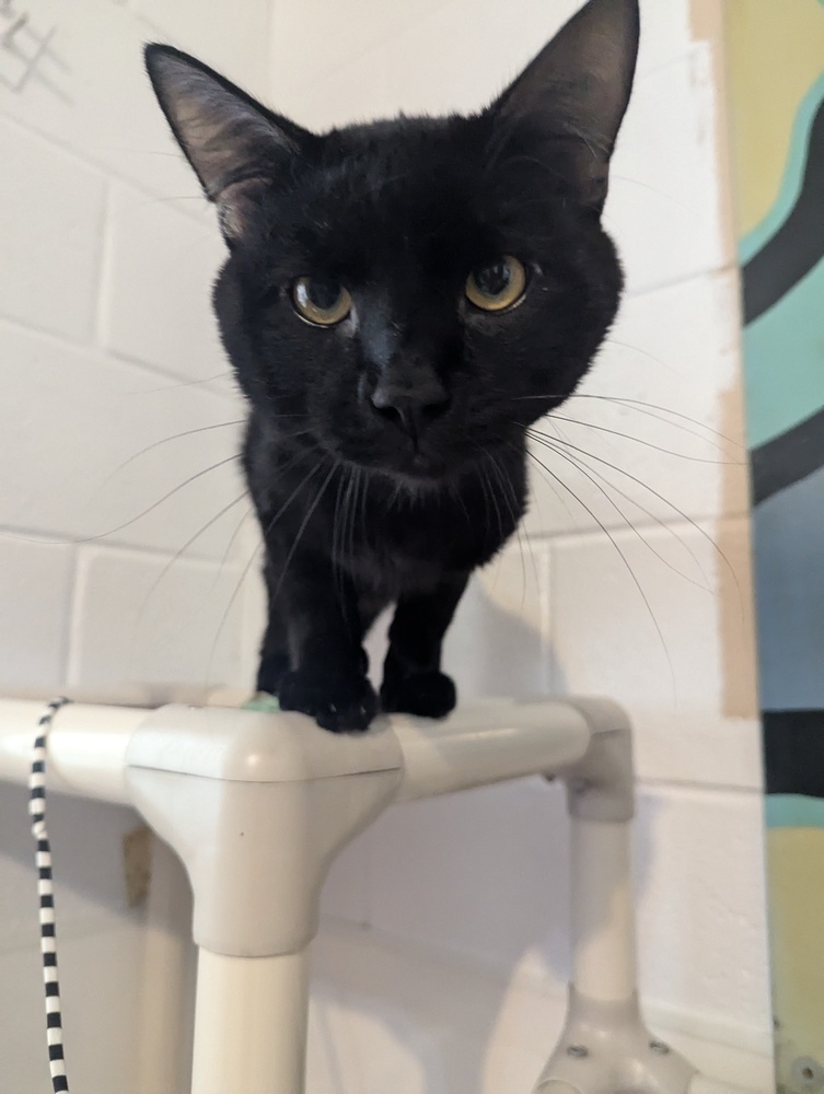 Spider, an adoptable Domestic Short Hair in Salmon, ID, 83467 | Photo Image 4