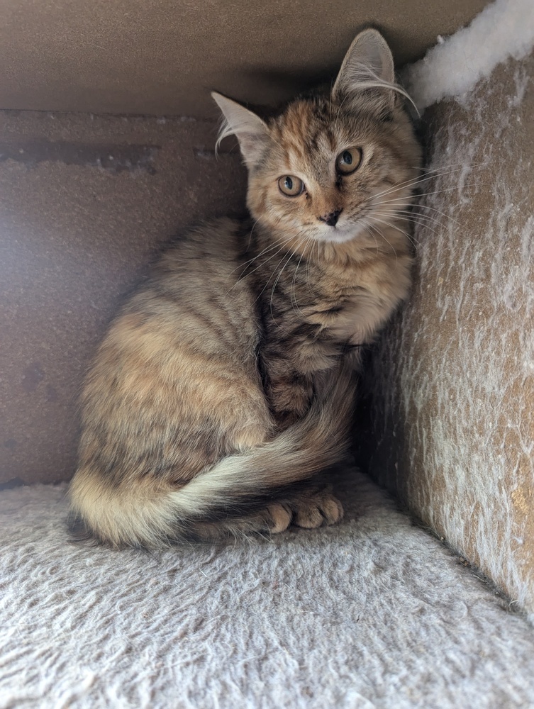 Twizzler, an adoptable Domestic Medium Hair in Salmon, ID, 83467 | Photo Image 1