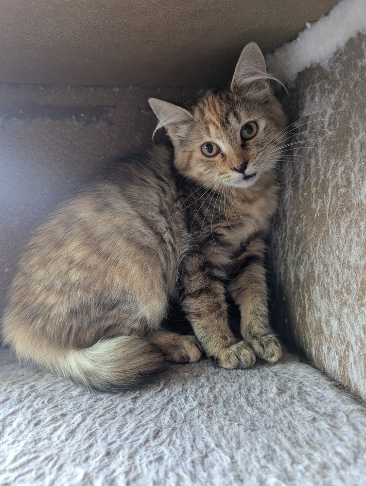 Twizzler, an adoptable Domestic Medium Hair in Salmon, ID, 83467 | Photo Image 2