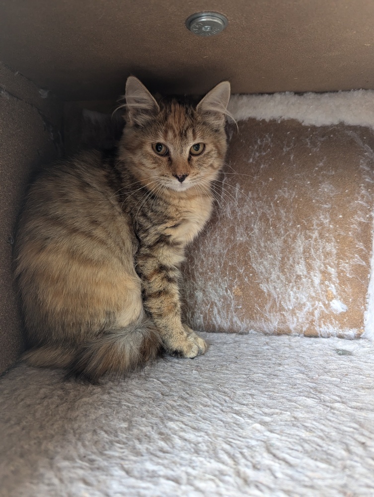 Twizzler, an adoptable Domestic Medium Hair in Salmon, ID, 83467 | Photo Image 3