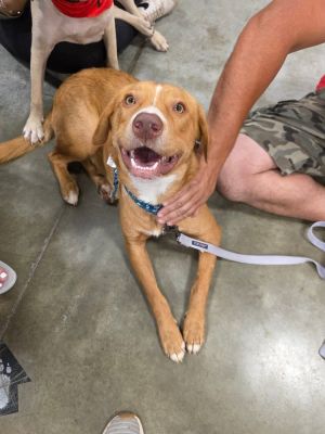 Chase, Young Male Nova Scotia Duck Tolling Retriever