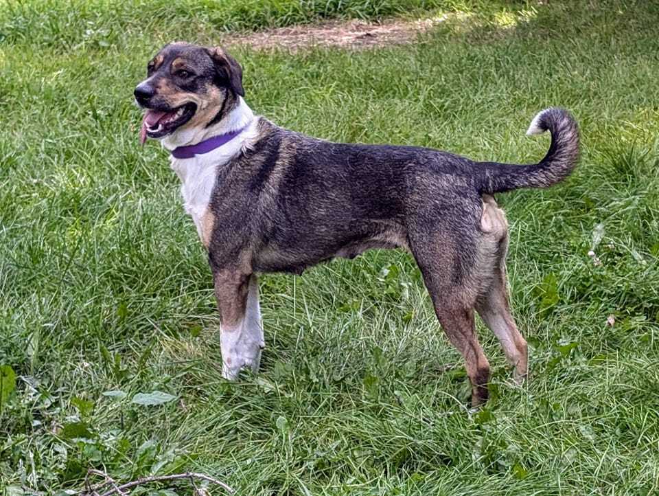 Mitzi