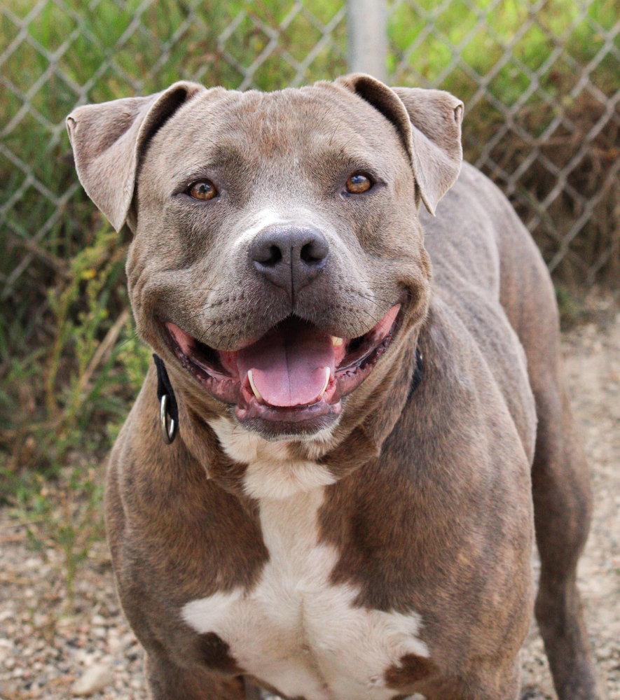 Thor, an adoptable Mixed Breed in Bemidji, MN, 56601 | Photo Image 1