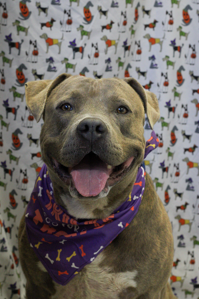 Thor, an adoptable Mixed Breed in Bemidji, MN, 56601 | Photo Image 1