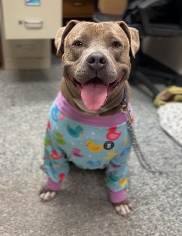 Thor, an adoptable Mixed Breed in Bemidji, MN, 56601 | Photo Image 1