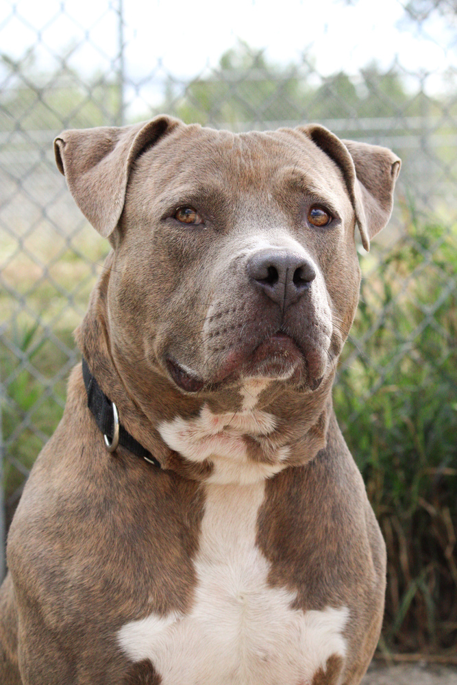 Thor, an adoptable Mixed Breed in Bemidji, MN, 56601 | Photo Image 2