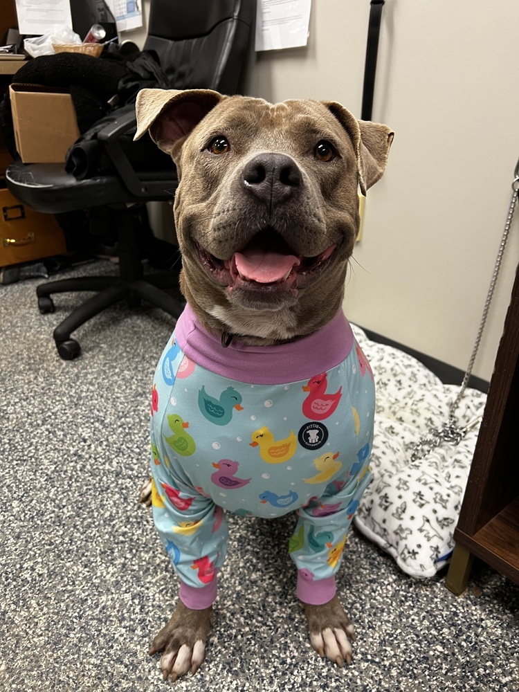 Thor, an adoptable Mixed Breed in Bemidji, MN, 56601 | Photo Image 2