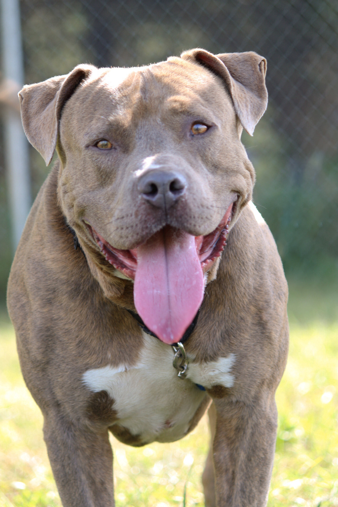 Thor, an adoptable Mixed Breed in Bemidji, MN, 56601 | Photo Image 4