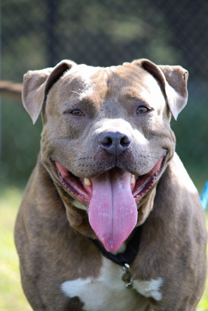 Thor, an adoptable Mixed Breed in Bemidji, MN, 56601 | Photo Image 4