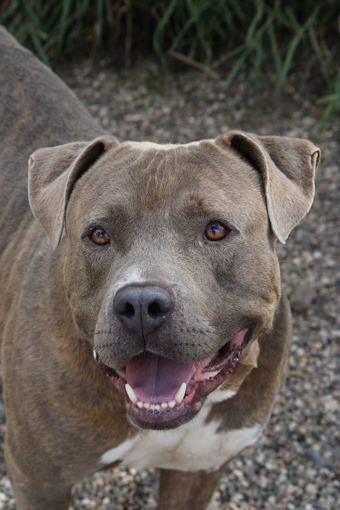 Thor, an adoptable Mixed Breed in Bemidji, MN, 56601 | Photo Image 5