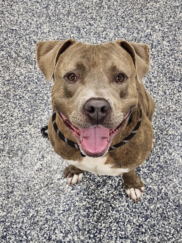 Thor, an adoptable Mixed Breed in Bemidji, MN, 56601 | Photo Image 6