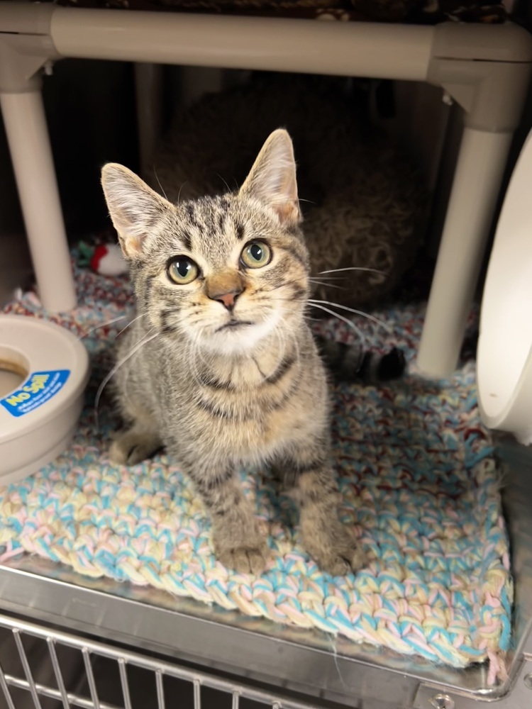 Gemini, an adoptable Domestic Short Hair in Bemidji, MN, 56601 | Photo Image 1