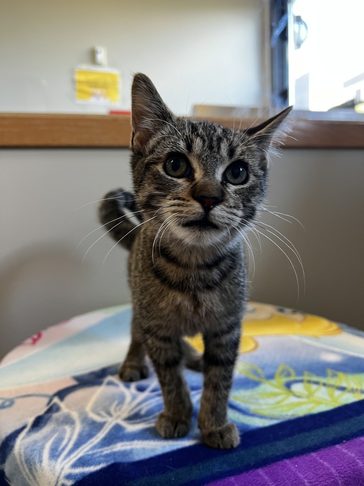 Gemini, an adoptable Domestic Short Hair in Bemidji, MN, 56601 | Photo Image 2