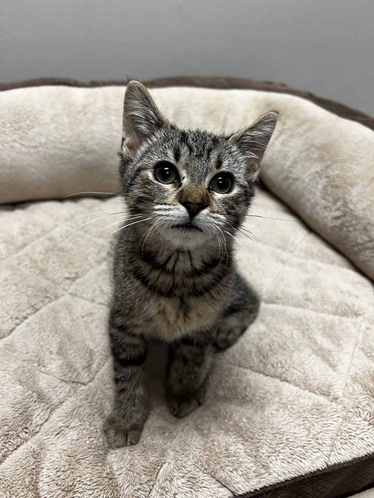 Gemini, an adoptable Domestic Short Hair in Bemidji, MN, 56601 | Photo Image 3