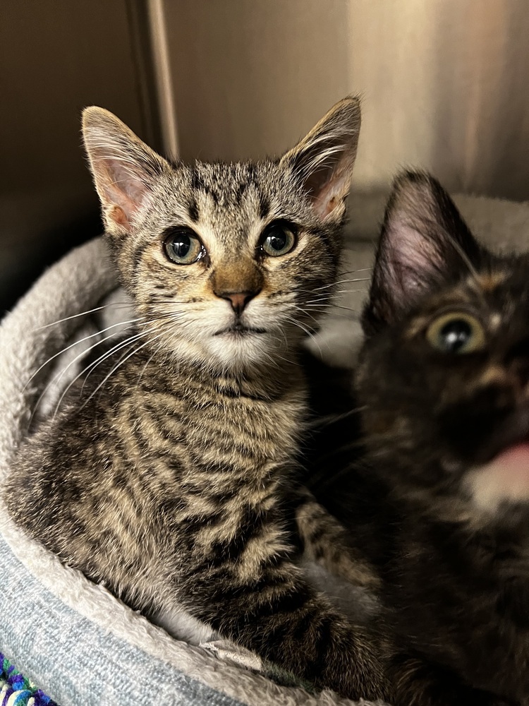 Gemini, an adoptable Domestic Short Hair in Bemidji, MN, 56601 | Photo Image 5