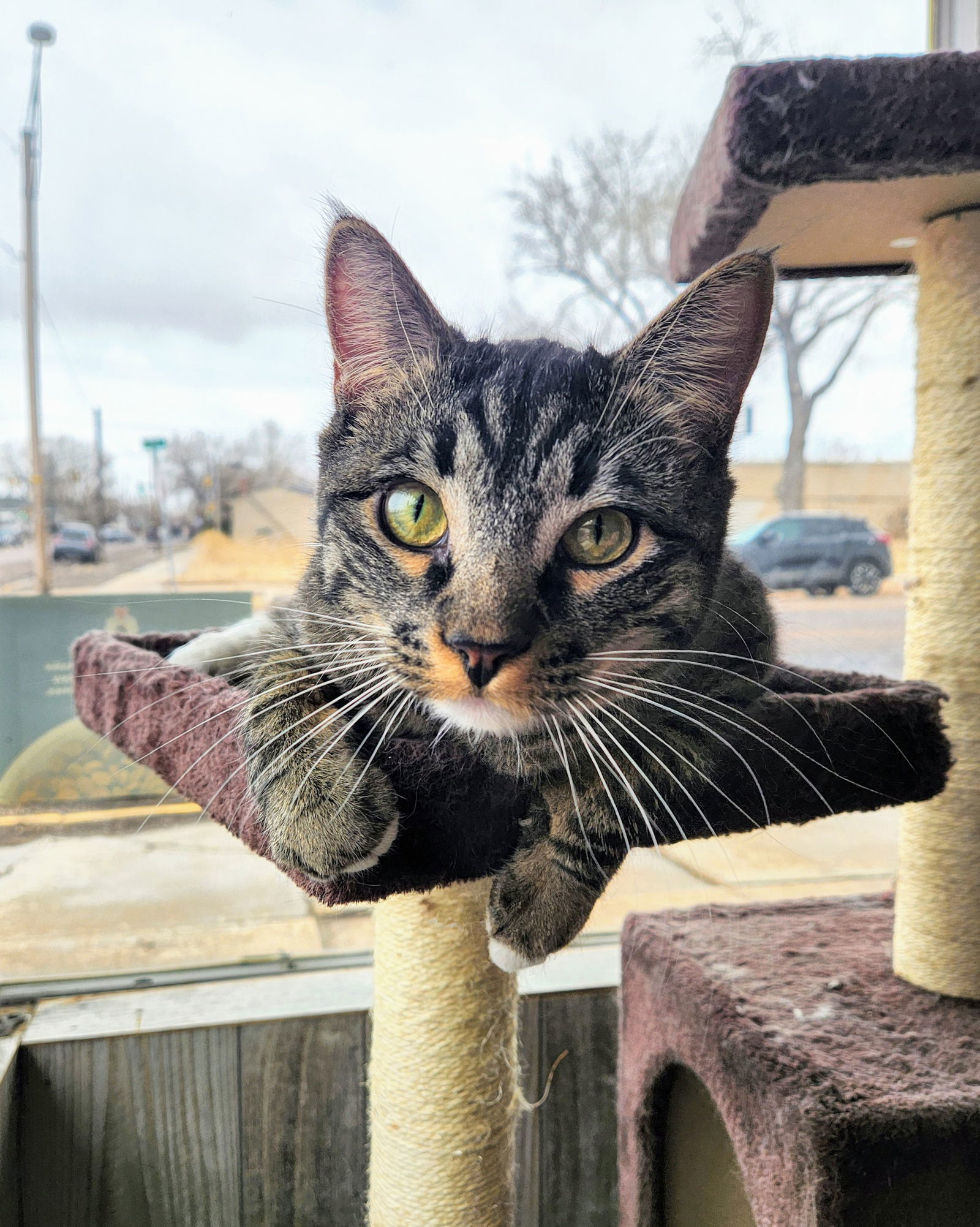 Kingston (Please Foster Me!), an adoptable Domestic Short Hair in Laramie, WY, 82073 | Photo Image 1