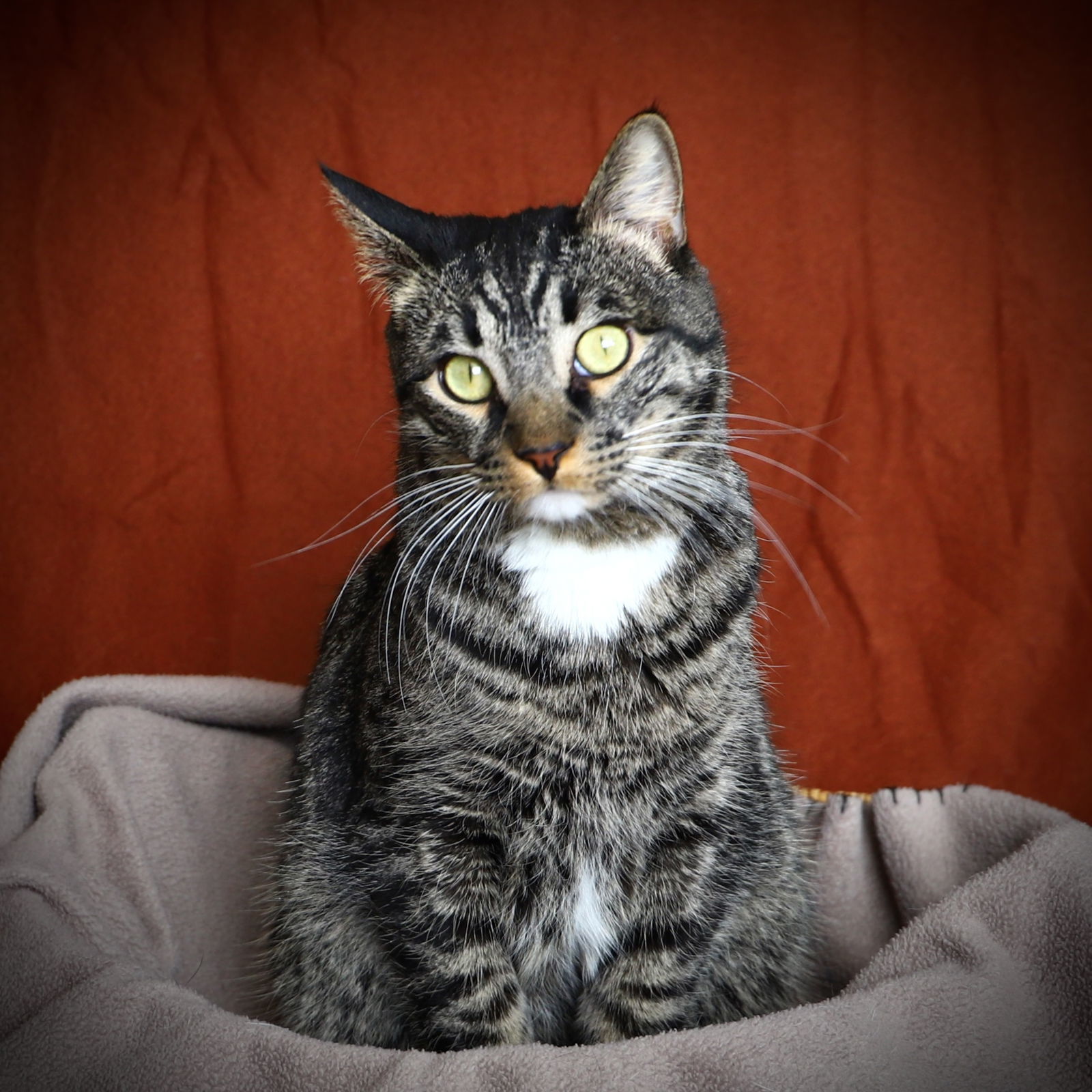 Kingston (Please Foster Me!), an adoptable Domestic Short Hair in Laramie, WY, 82073 | Photo Image 1