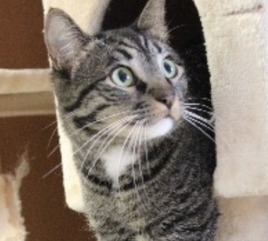 Kingston, an adoptable Domestic Short Hair in Laramie, WY, 82073 | Photo Image 1