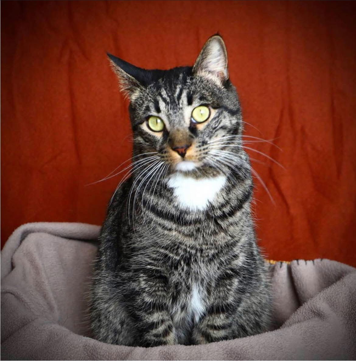 Kingston, an adoptable Domestic Short Hair in Laramie, WY, 82073 | Photo Image 1