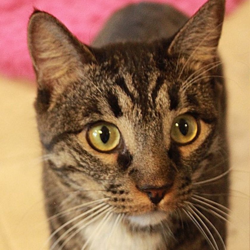 Kingston (Please Foster Me!), an adoptable Domestic Short Hair in Laramie, WY, 82073 | Photo Image 2