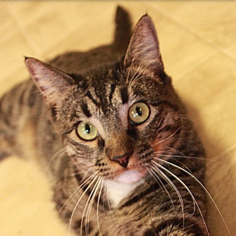 Kingston (Please Foster Me!), an adoptable Domestic Short Hair in Laramie, WY, 82073 | Photo Image 2