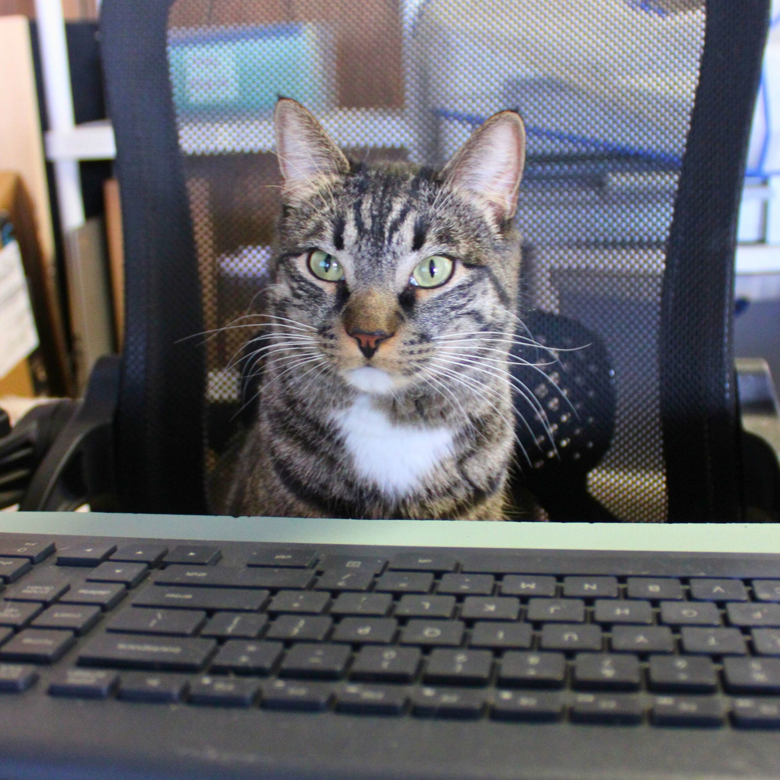 Kingston, an adoptable Domestic Short Hair in Laramie, WY, 82073 | Photo Image 2