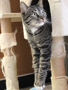 Kingston, an adoptable Domestic Short Hair in Laramie, WY, 82073 | Photo Image 2