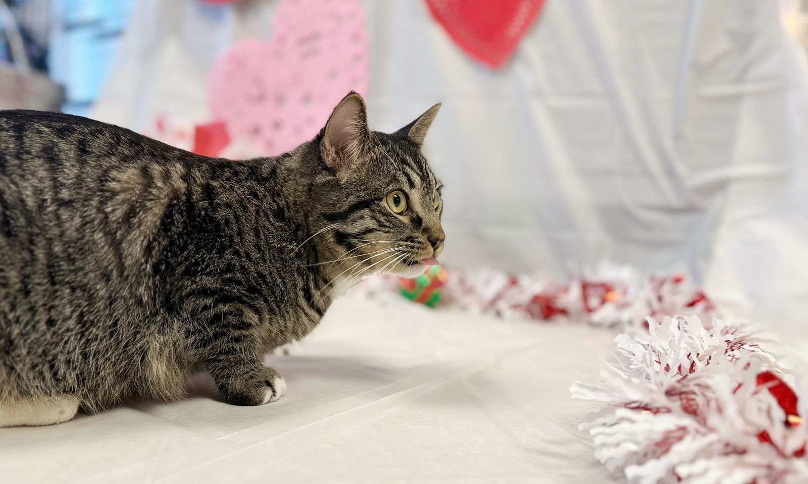 Kingston (Please Foster Me!), an adoptable Domestic Short Hair in Laramie, WY, 82073 | Photo Image 3