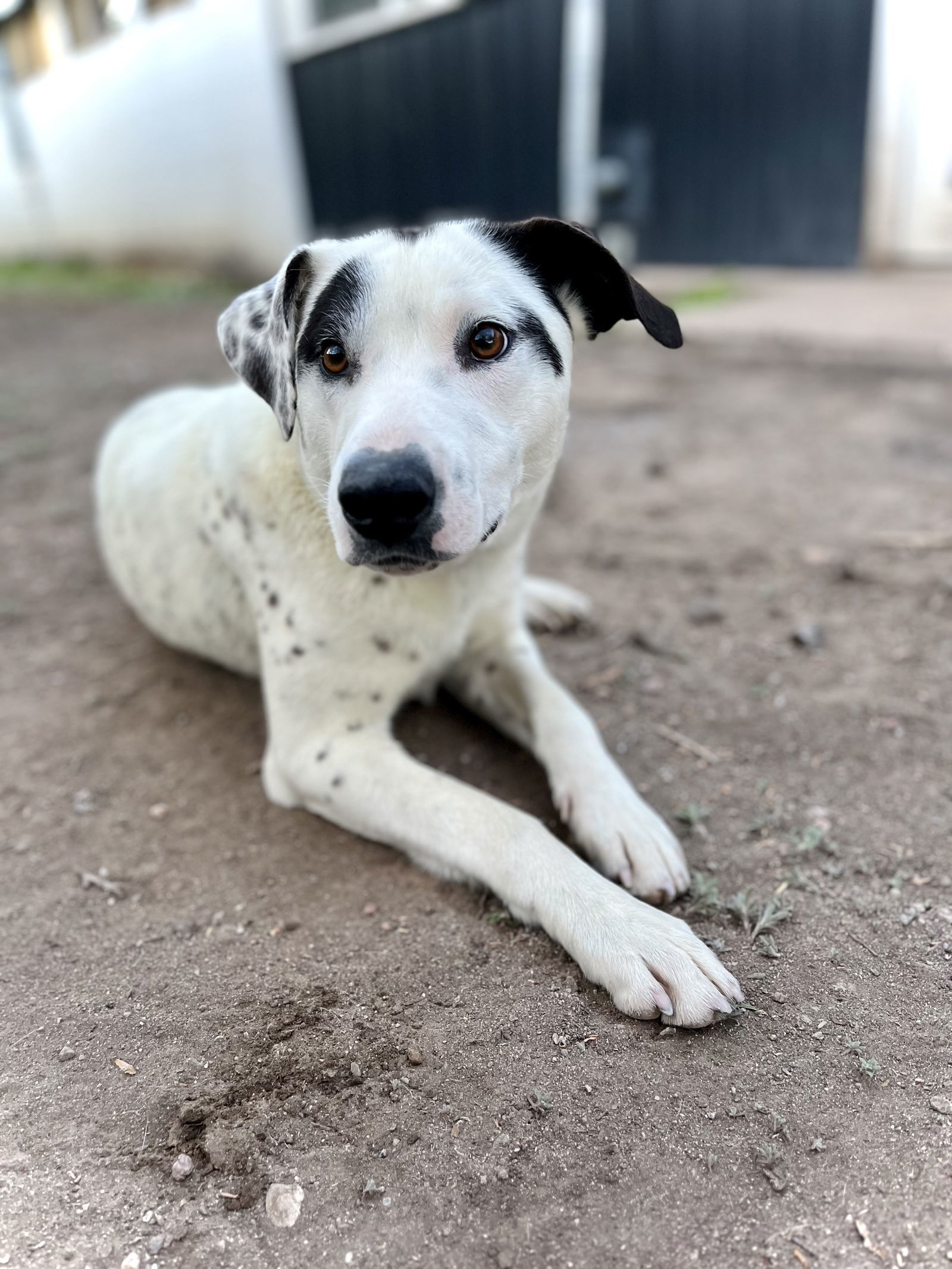 Sven (Please Foster Me!), an adoptable Australian Cattle Dog / Blue Heeler in Laramie, WY, 82073 | Photo Image 1