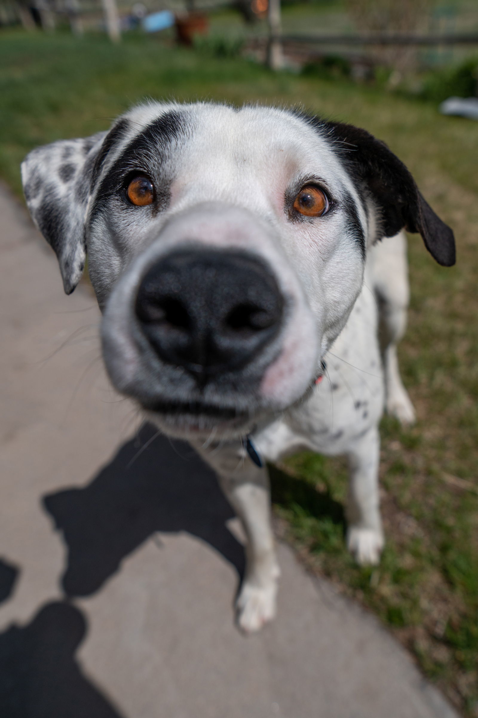 Sven (Please Foster Me!), an adoptable Australian Cattle Dog / Blue Heeler in Laramie, WY, 82073 | Photo Image 2