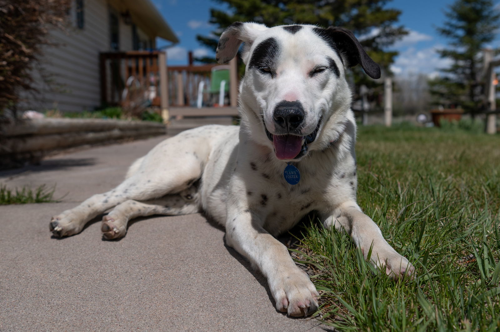 Sven (Please Foster Me!), an adoptable Australian Cattle Dog / Blue Heeler in Laramie, WY, 82073 | Photo Image 3