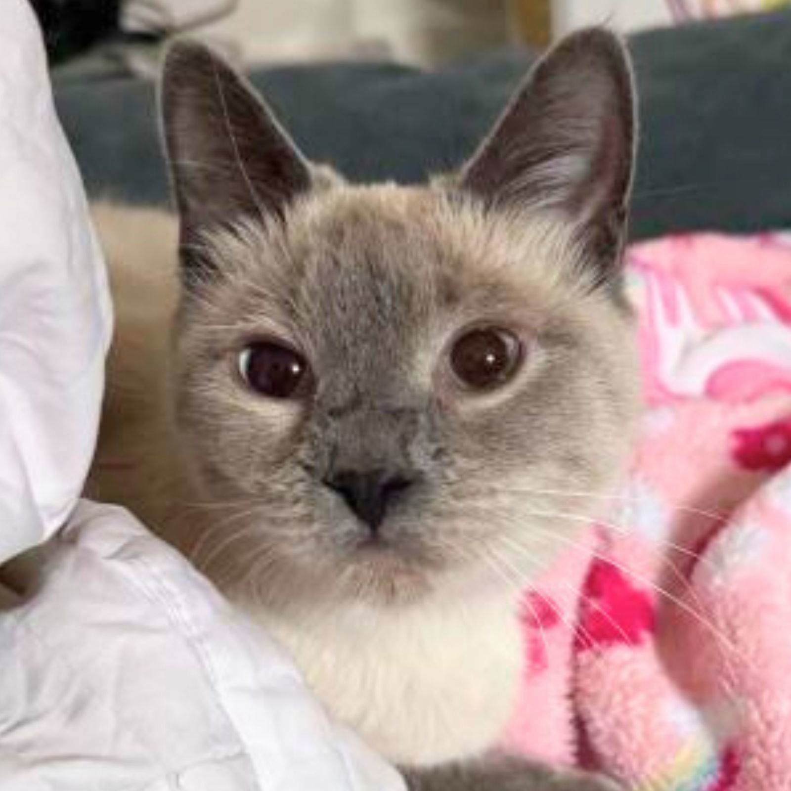 Kota, an adoptable Domestic Short Hair in Laramie, WY, 82073 | Photo Image 1