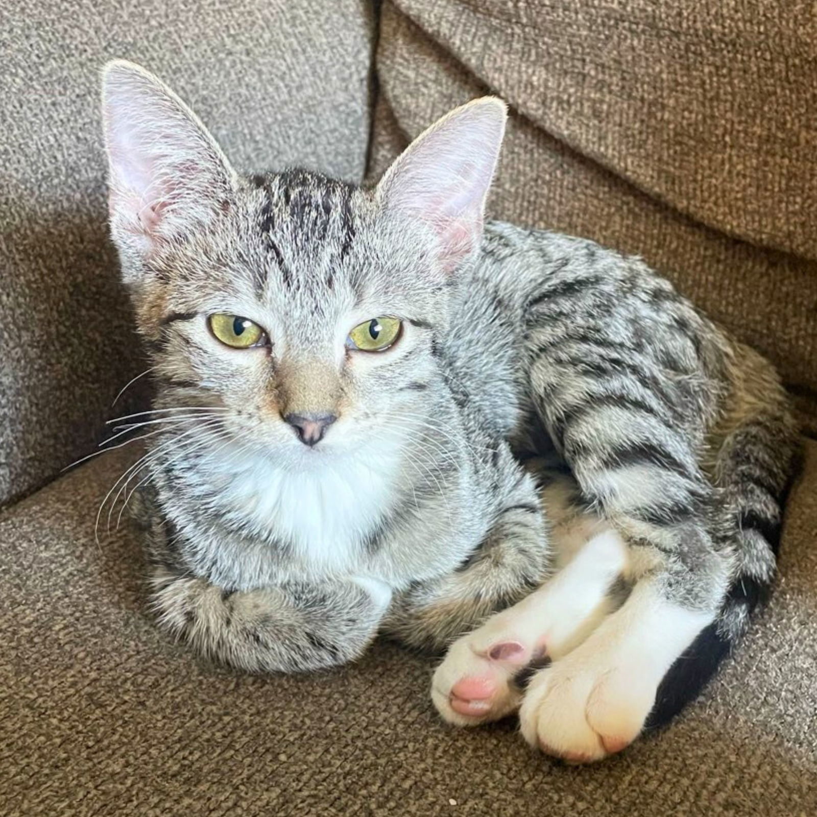 Ros, an adoptable Tabby in Laramie, WY, 82073 | Photo Image 1