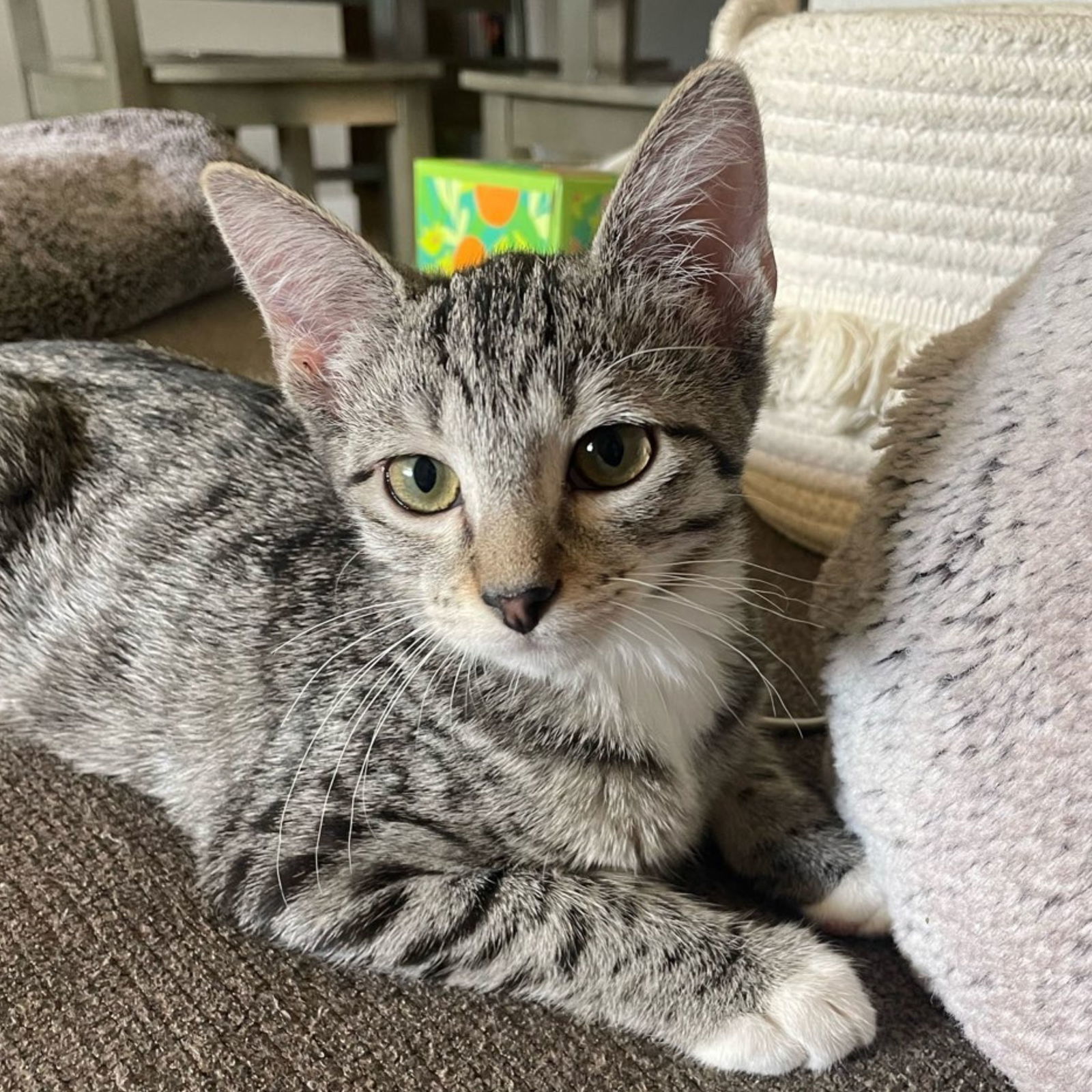 Ros, an adoptable Tabby in Laramie, WY, 82073 | Photo Image 2