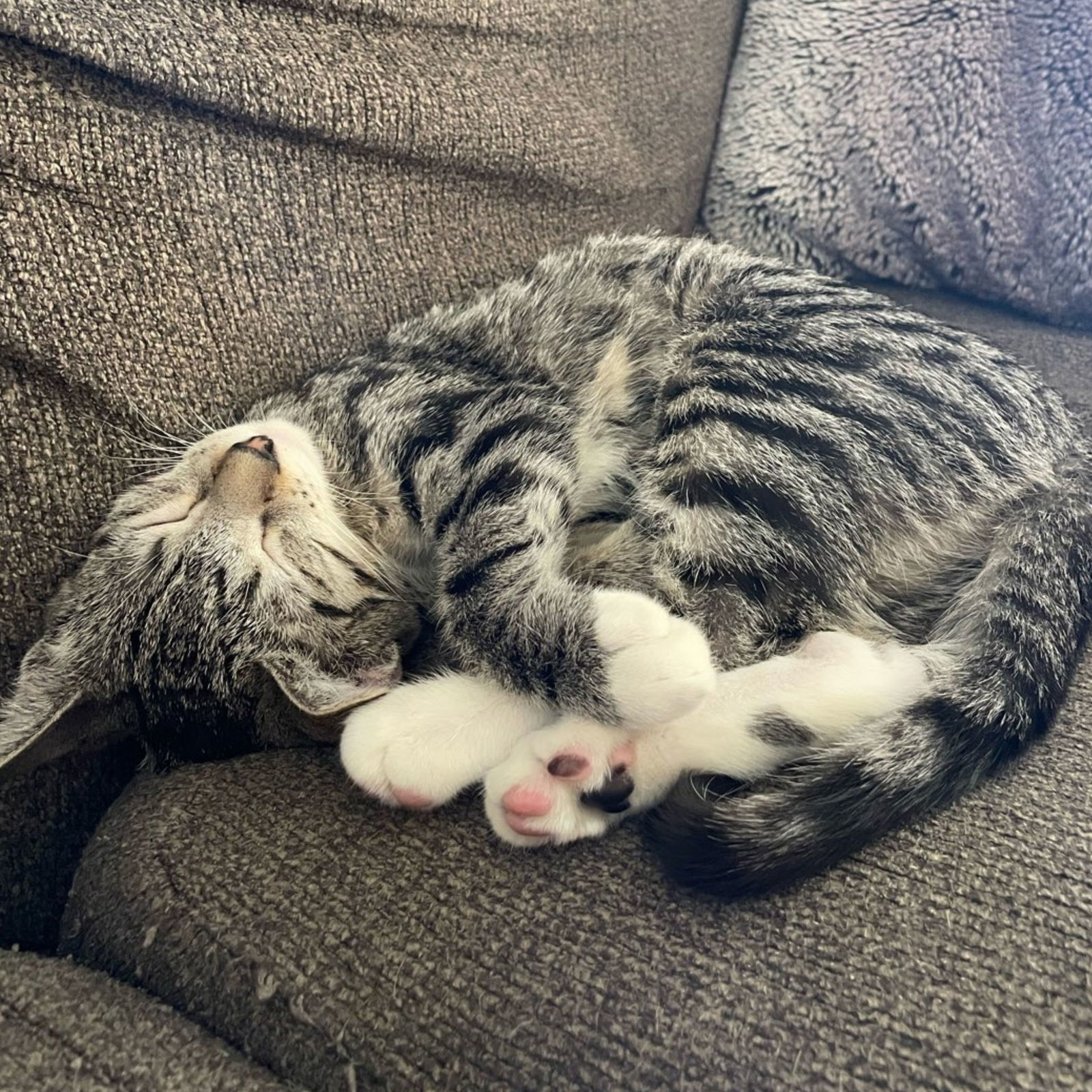 Ros, an adoptable Tabby in Laramie, WY, 82073 | Photo Image 3