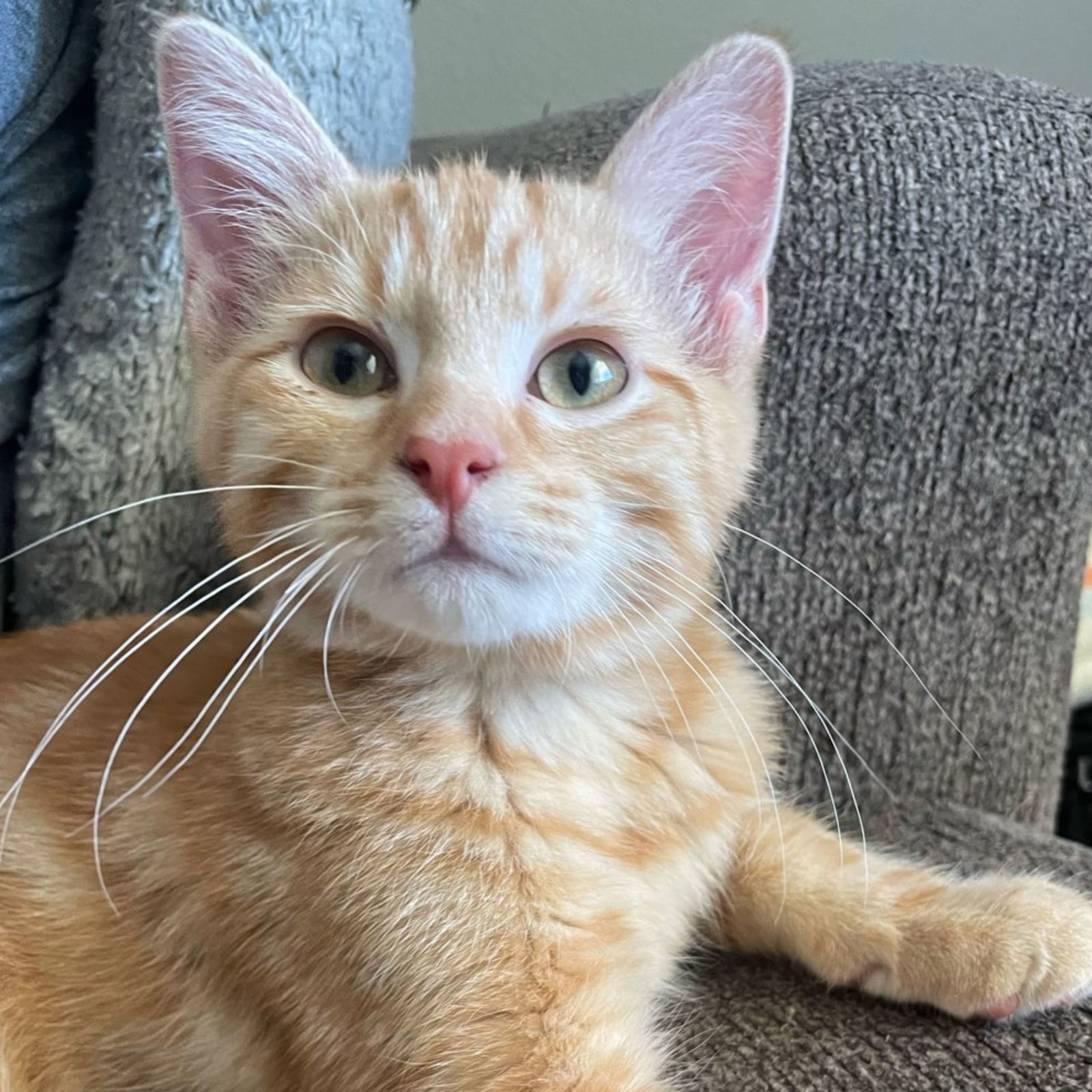 Zinfandel, an adoptable Domestic Medium Hair in Laramie, WY, 82073 | Photo Image 1