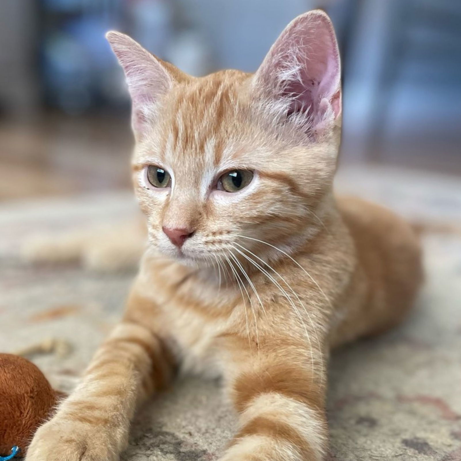 Zinfandel, an adoptable Domestic Medium Hair in Laramie, WY, 82073 | Photo Image 2