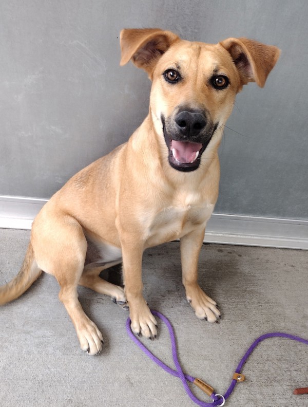 Sam 42248, an adoptable Labrador Retriever in Pocatello, ID, 83205 | Photo Image 1