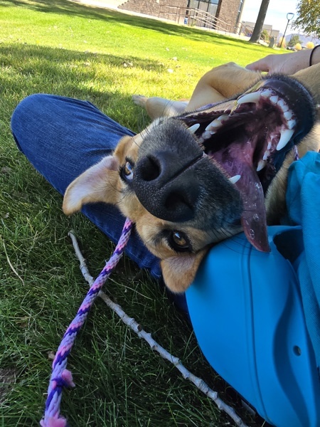 Sam 42248, an adoptable Labrador Retriever in Pocatello, ID, 83205 | Photo Image 2