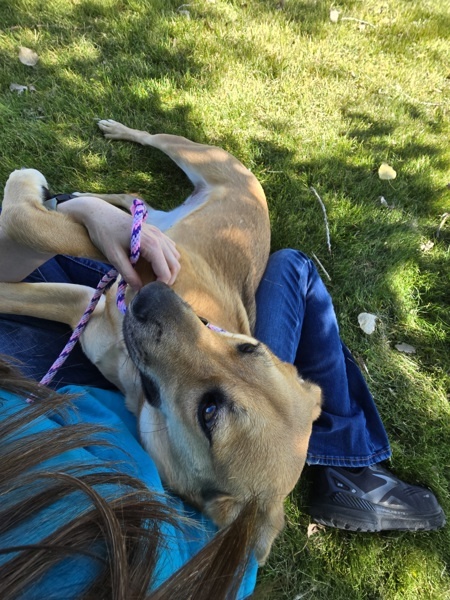 Sam 42248, an adoptable Labrador Retriever in Pocatello, ID, 83205 | Photo Image 3