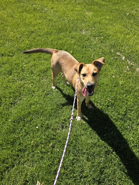 Sam 42248, an adoptable Labrador Retriever in Pocatello, ID, 83205 | Photo Image 4