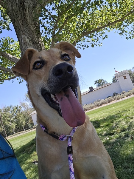 Sam 42248, an adoptable Labrador Retriever in Pocatello, ID, 83205 | Photo Image 5