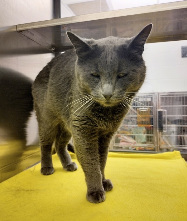 Michael 40862, an adoptable Domestic Short Hair in Pocatello, ID, 83205 | Photo Image 5