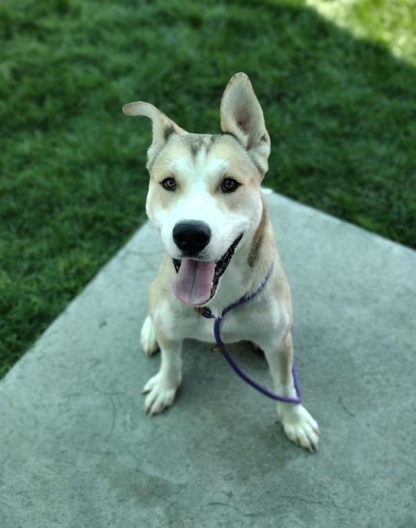 Dempsy 42403, an adoptable Siberian Husky, Labrador Retriever in Pocatello, ID, 83205 | Photo Image 1