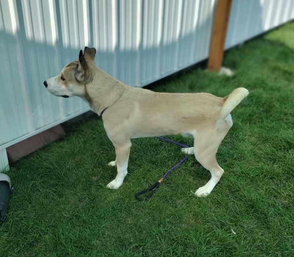 Dempsy 42403, an adoptable Siberian Husky, Labrador Retriever in Pocatello, ID, 83205 | Photo Image 2