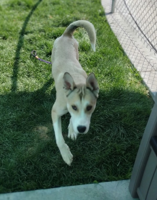 Dempsy 42403, an adoptable Siberian Husky, Labrador Retriever in Pocatello, ID, 83205 | Photo Image 3