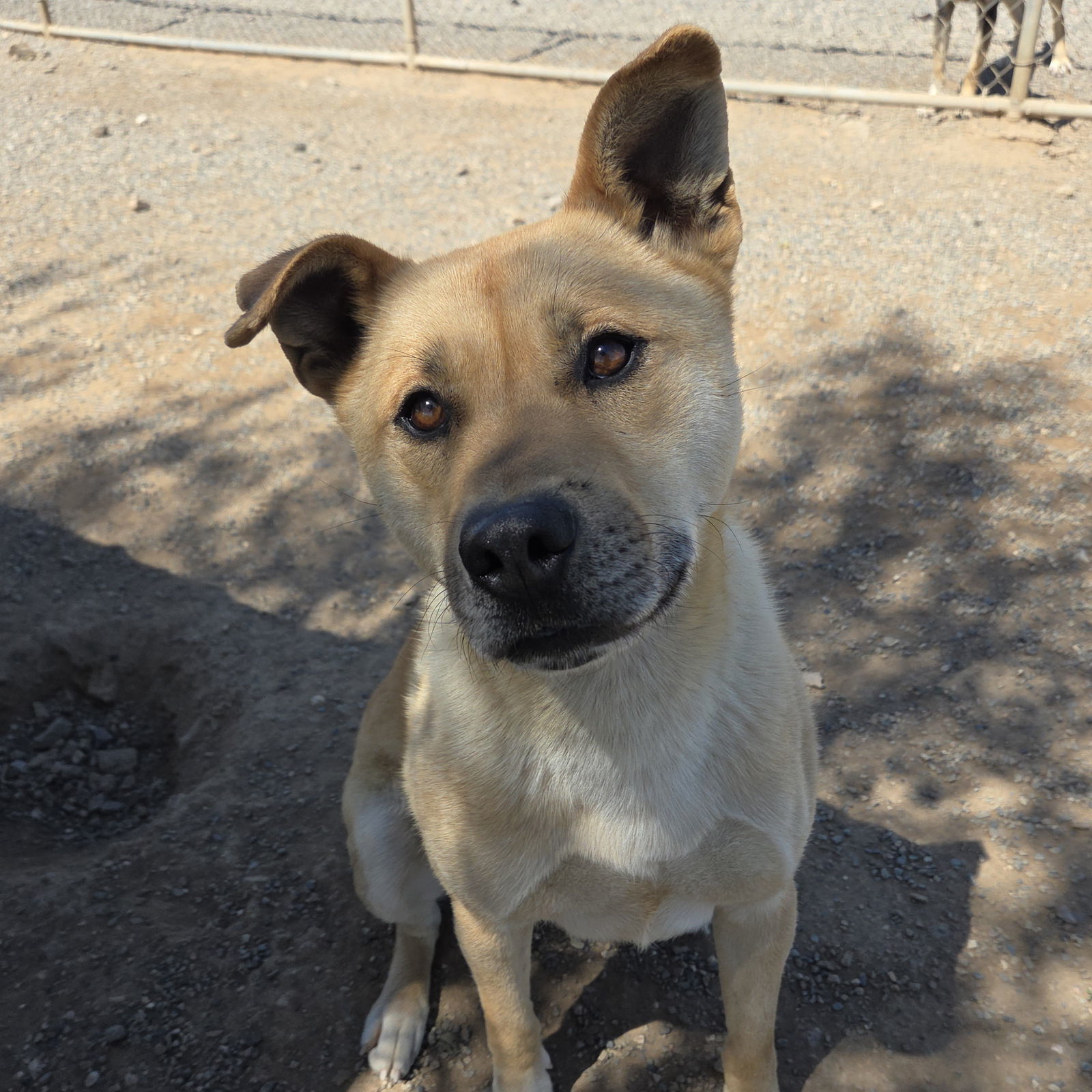 Red Red, an adoptable Black Mouth Cur in Yreka, CA, 96097 | Photo Image 1