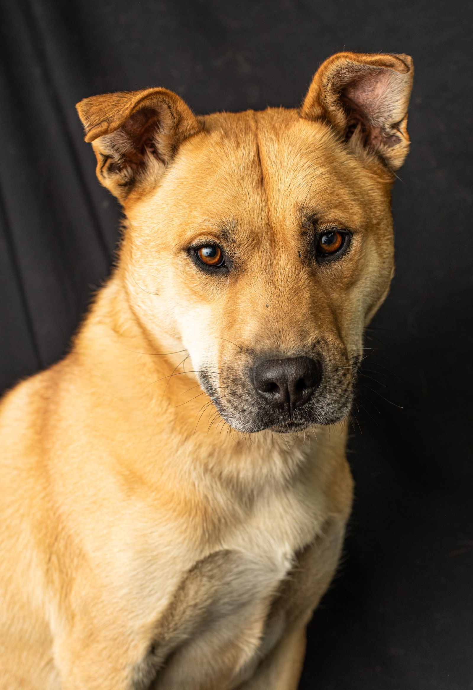 Red Red, an adoptable Black Mouth Cur in Yreka, CA, 96097 | Photo Image 1